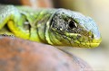 <br><br>Nom anglais : Western green Lizard
<br>Longtemps considéré comme une seule et même espèce, Lacerta viridis et Lacerta bilineata ont récemment été reconnus comme deux espèces distinctes. Pourtant d'apparence semblable, on considère désormais que l'on trouve L. bilineata en Europe occidentale et L. viridis en Europe orientale où il prend le nom vernaculaire de Limbert. Ce lézard à deux bandes fait partie du sous-ordre des sauriens et de la famille des lacertidés.  
<br>D’un vert magnifique, ce lézard qui a la queue bien plus longue que le corps est beaucoup plus grand (il peut atteindre 40 cm) que le Lézard des murailles et il est beaucoup moins répandu. 
<br>- Le mâle, est d'un vert vif avec des minuscules taches noires et blanches sur le dos. Son ventre est jaune uni et sa gorge est bleue. Ses couleurs sont encore plus prononcée en période de reproduction. 
<br>- La femelle est plus terne, le brun se mélangeant au vert. Elle possède 2 ou 4 lignes blanches plus ou moins discontinues sur le dos et les flancs. 
<br><br>Photo réalisée en France, dans l'Allier (Auvergne)
<br><br> Lézard vert occidental
Lacerta bilineata
Western green Lizard
lézard à deux bandes
Allier
Auvergne
vert
mâle
femelle 